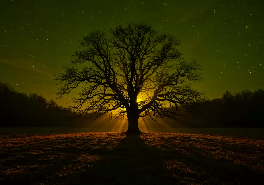 Na obrázku je fotorealistická krajina ve formátu 4:3 o rozměrech 640×480 s uschlým dubem v Gorském kotáru, ze kterého v noci vychází zářící světlo.